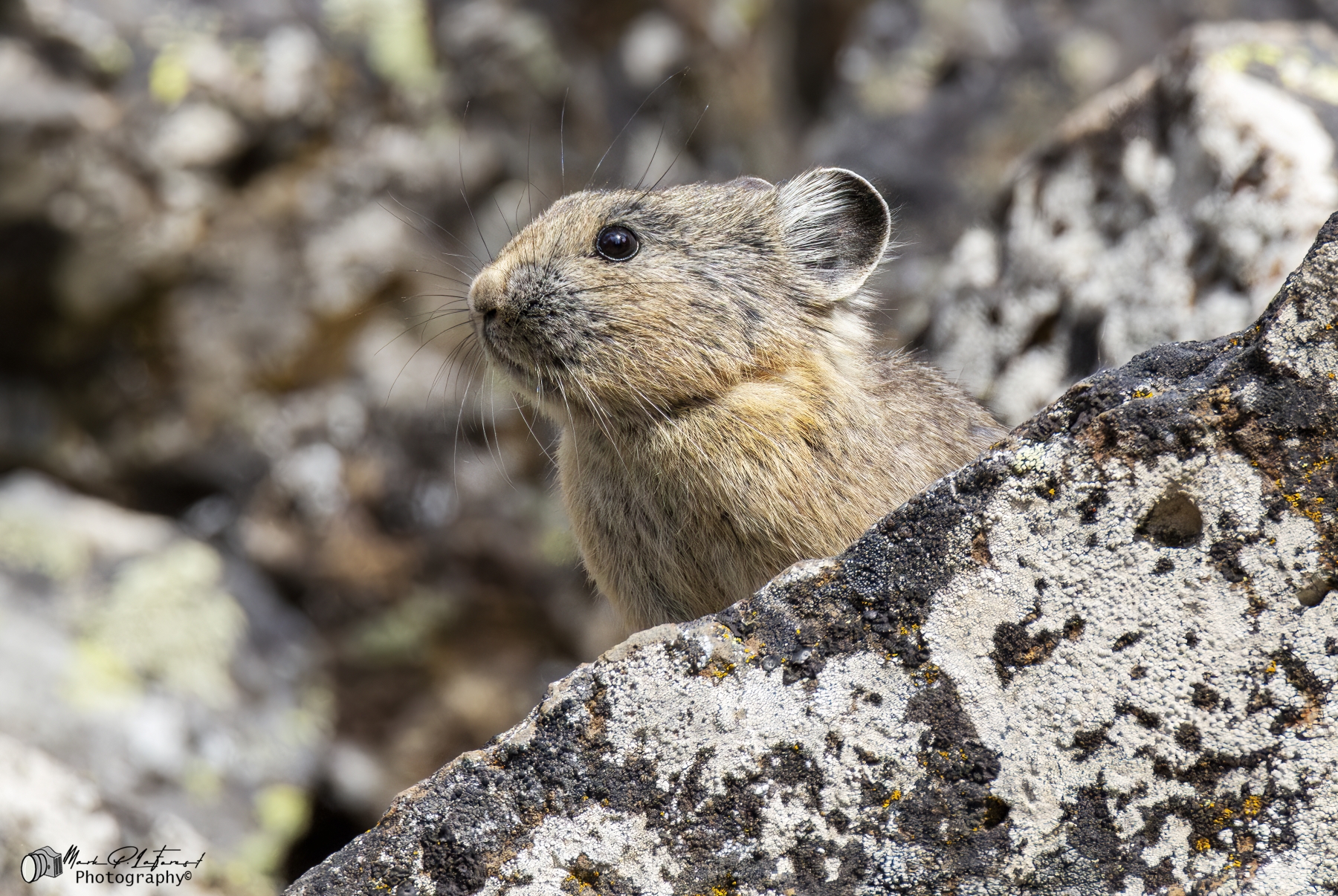 Pika, Yellowstone National Park